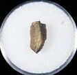 Hadrosaurid Tooth - Judith River #14821-1